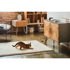 Камера відеоспостереження Petcube Play 2 (PP20US) UA