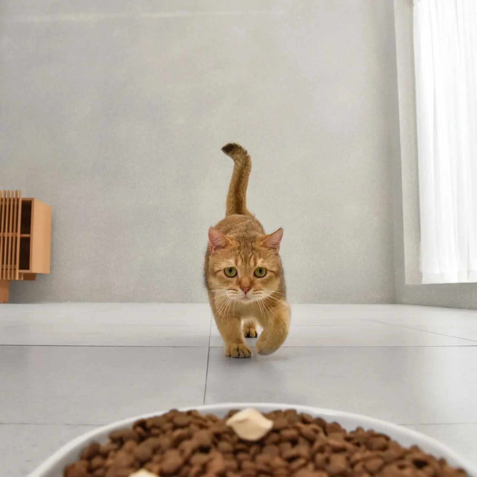 Смарт годівниця Catlink Facelink Feeder (6972884751191)