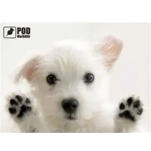 Килимок для миші Podmyshku Лапи догори UA