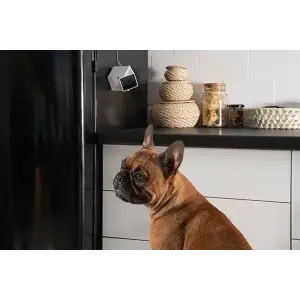 Компактна HD-камера Petcube Cam (CC10US) UA