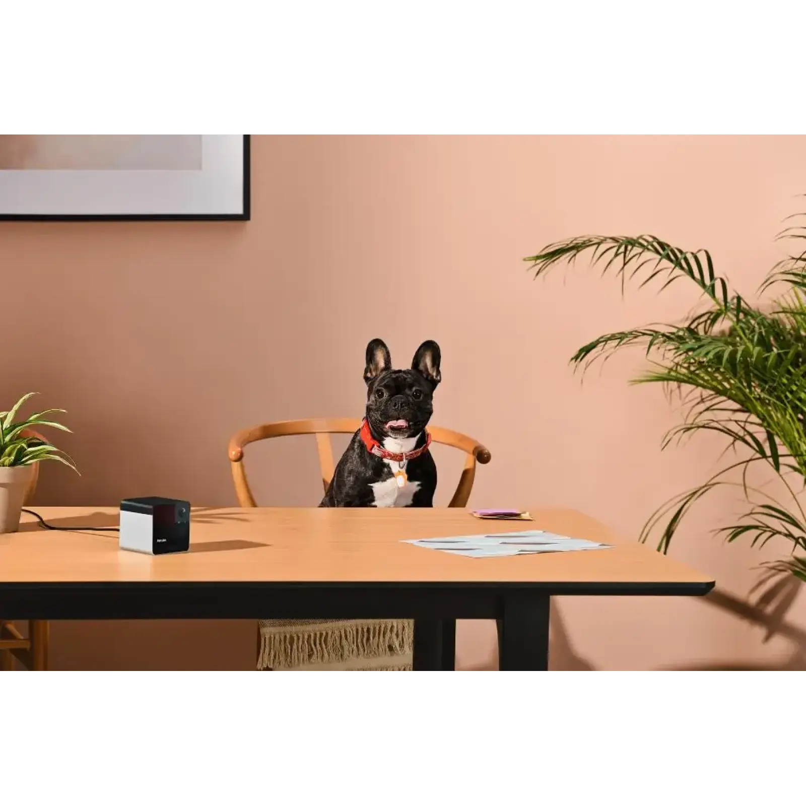 Компактна HD-камера Petcube Play 2 (PP20US) UA