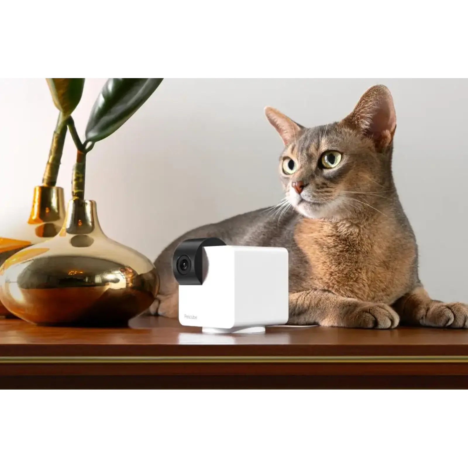 Компактна HD-камера Petcube Cam 360 (P36010US) UA